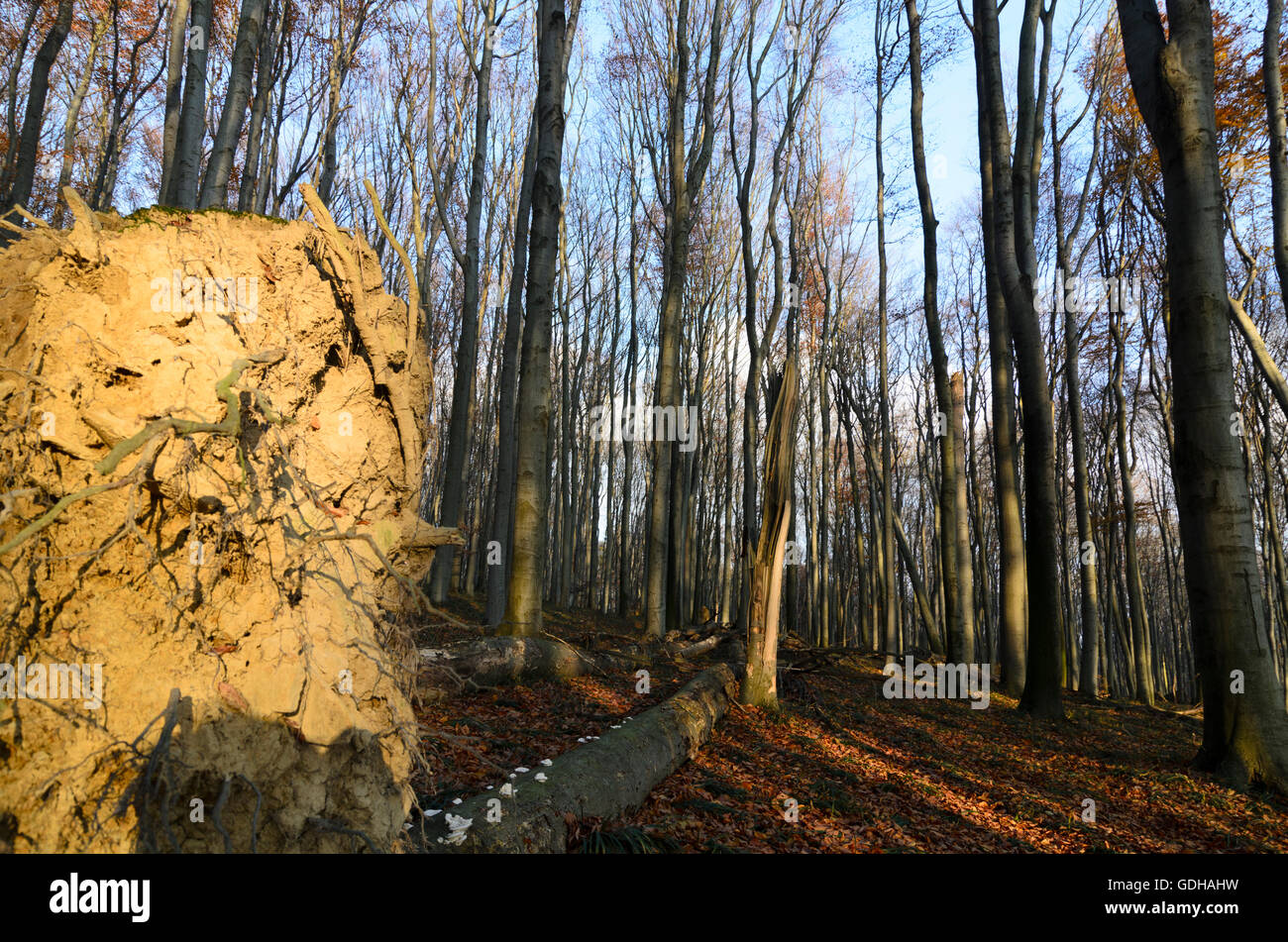 Mauerbach: foresta con alberi caduti, Austria, Niederösterreich, Bassa Austria, Wienerwald, boschi di Vienna Foto Stock