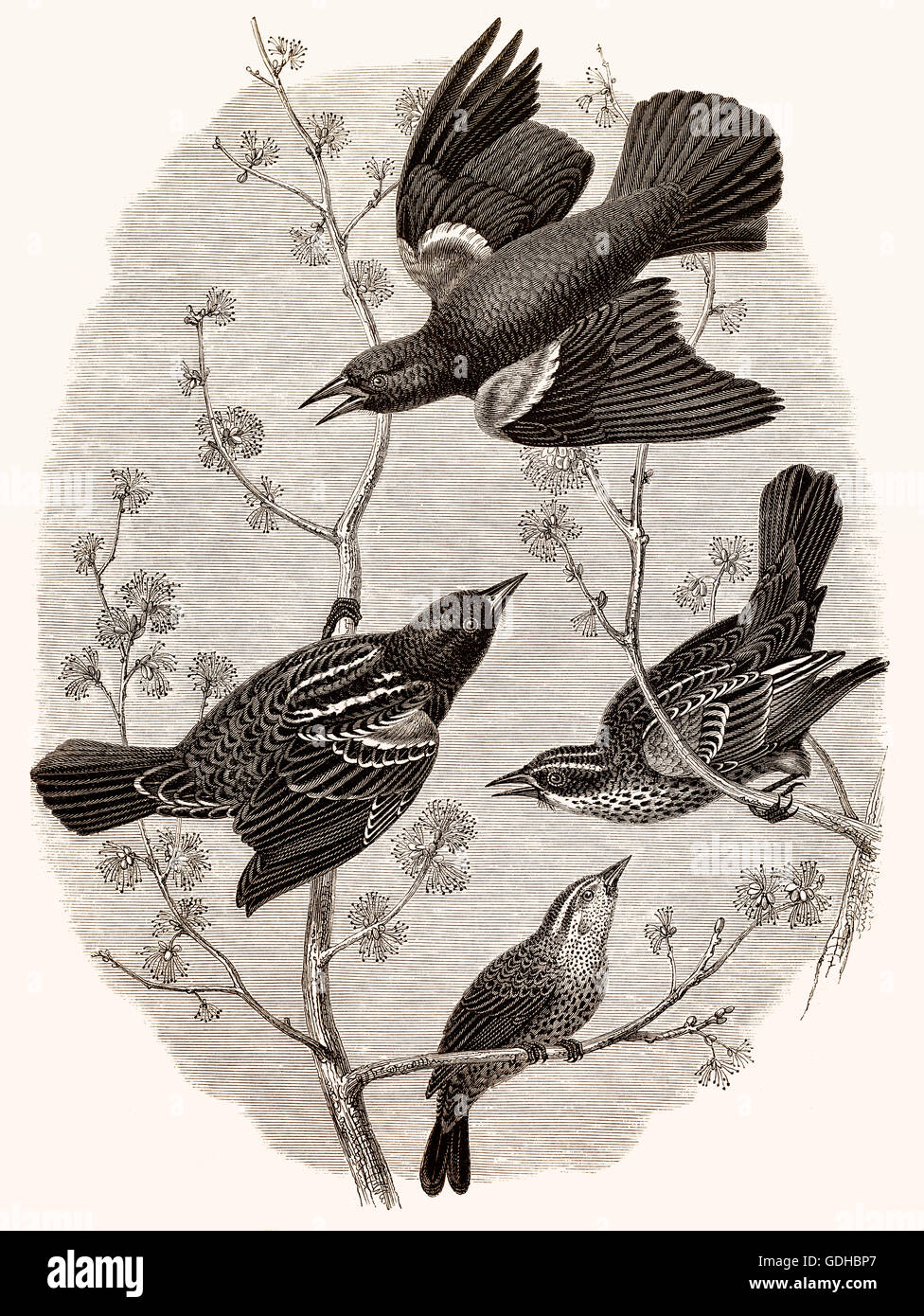 Il comune, starling Sturnus vulgaris, noto anche come Unione starling Foto Stock