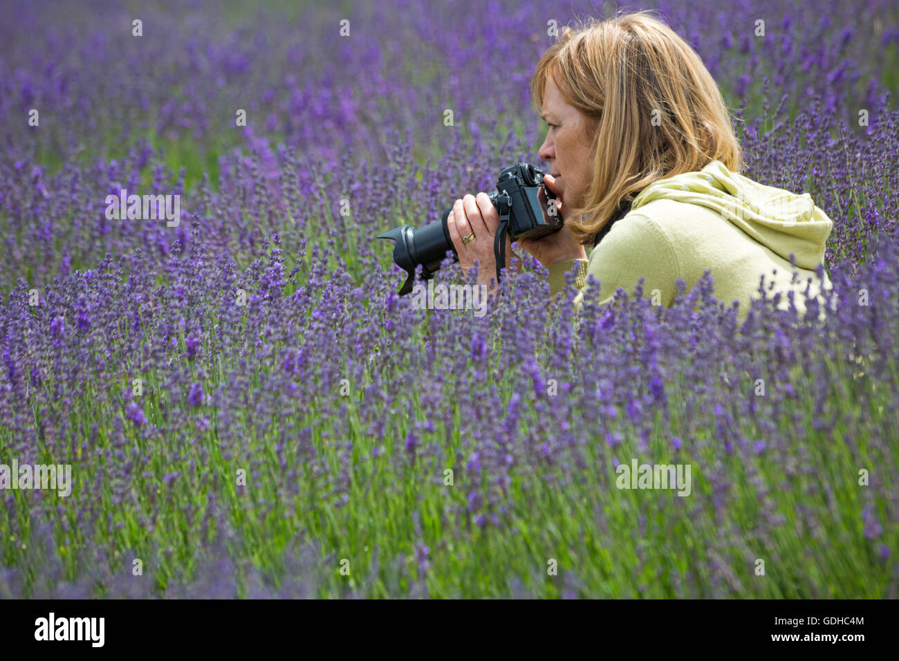 I visitatori possono godersi la lavanda in un giorno all'aperto presso la Lordington Lavender Farm, Lordington, Chichester, West Sussex UK a luglio - donna che scatta una foto Foto Stock