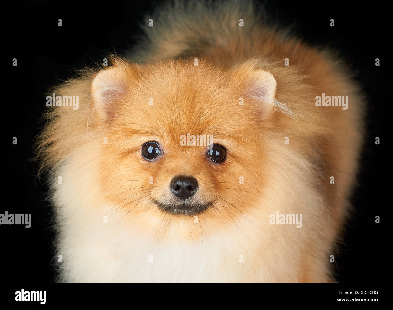 Ritratto di bella Pomerania cane su sfondo nero Foto Stock