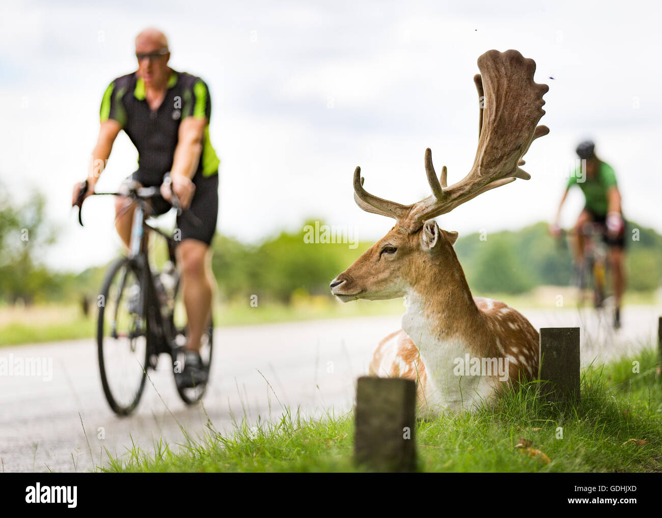 Richmond Park, Londra UK. 17 Luglio 2016.Daini sembrano guardare i ciclisti oltrepassando. copyright Carol moiré/Alamy Live News Foto Stock