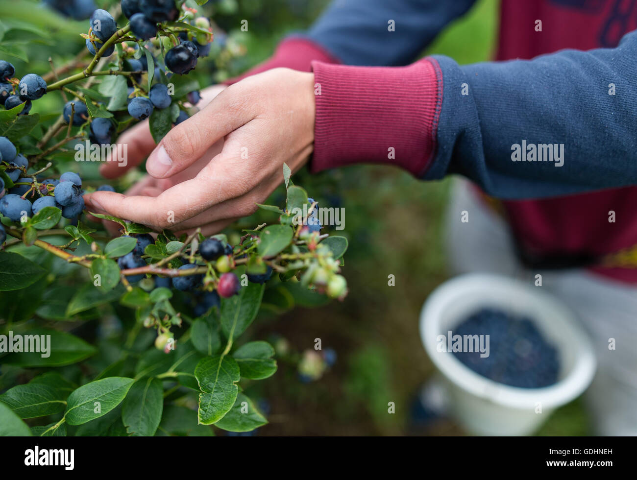 Harvest aiutanti di mirtilli spenna su un mirtillo plantation vicino a Neustadt am Ruebenberge, Germania, 15 luglio 2016. La stagione per i mirtilli in Bassa Sassonia ha iniziato a luglio. Foto: Sebastian Gollnow/dpa Foto Stock