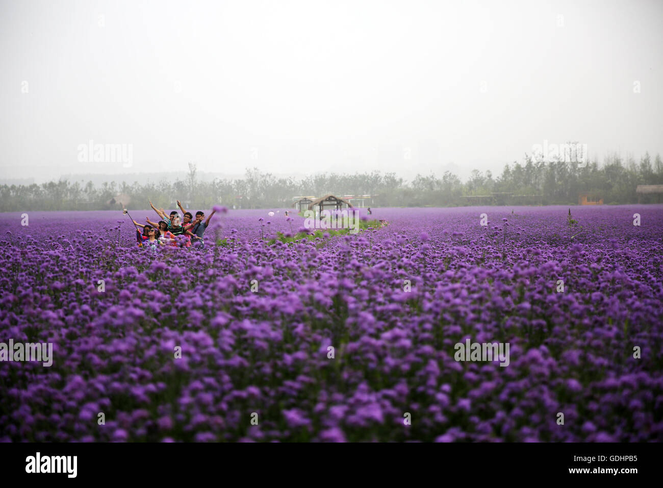 Qingdao, Cina Shandong. 17 Luglio, 2016. I turisti si divertono in una verbena di campo dei fiori in costa occidentale zona economica in Qingdao, Cina orientale della provincia di Shandong, 17 luglio 2016. La verbena campi qui, che coprono una superficie di 130 um (8,7 ettari), ha attirato un buon numero di turisti. Credito: Zhang Jingang/Xinhua/Alamy Live News Foto Stock