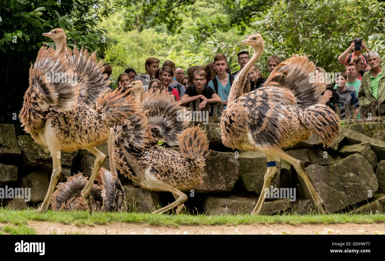 Hannover, Germania. 05 Luglio, 2016. I giovani nord africana di struzzi eseguire attraverso il loro recinto presso lo zoo di Hannover, Germania, 05 luglio 2016. Il nord africana di struzzo è minacciato di estinzione. Solo poche centinaia di uccelli vivono ancora nella selvaggia, la maggior parte di loro in Ciad. Foto: PETER STEFFEN/dpa/Alamy Live News Foto Stock