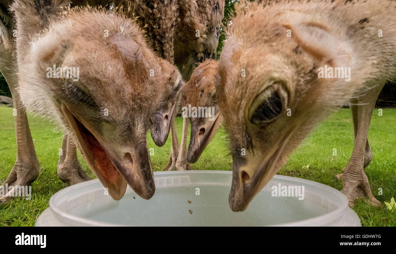 I giovani nord africana di struzzi mangiare dauno benna nel loro recinto presso lo zoo di Hannover, Germania, 05 luglio 2016. Il nord africana di struzzo è minacciato di estinzione. Solo poche centinaia di uccelli vivono ancora nella selvaggia, la maggior parte di loro in Ciad. Foto: PETER STEFFEN/dpa Foto Stock