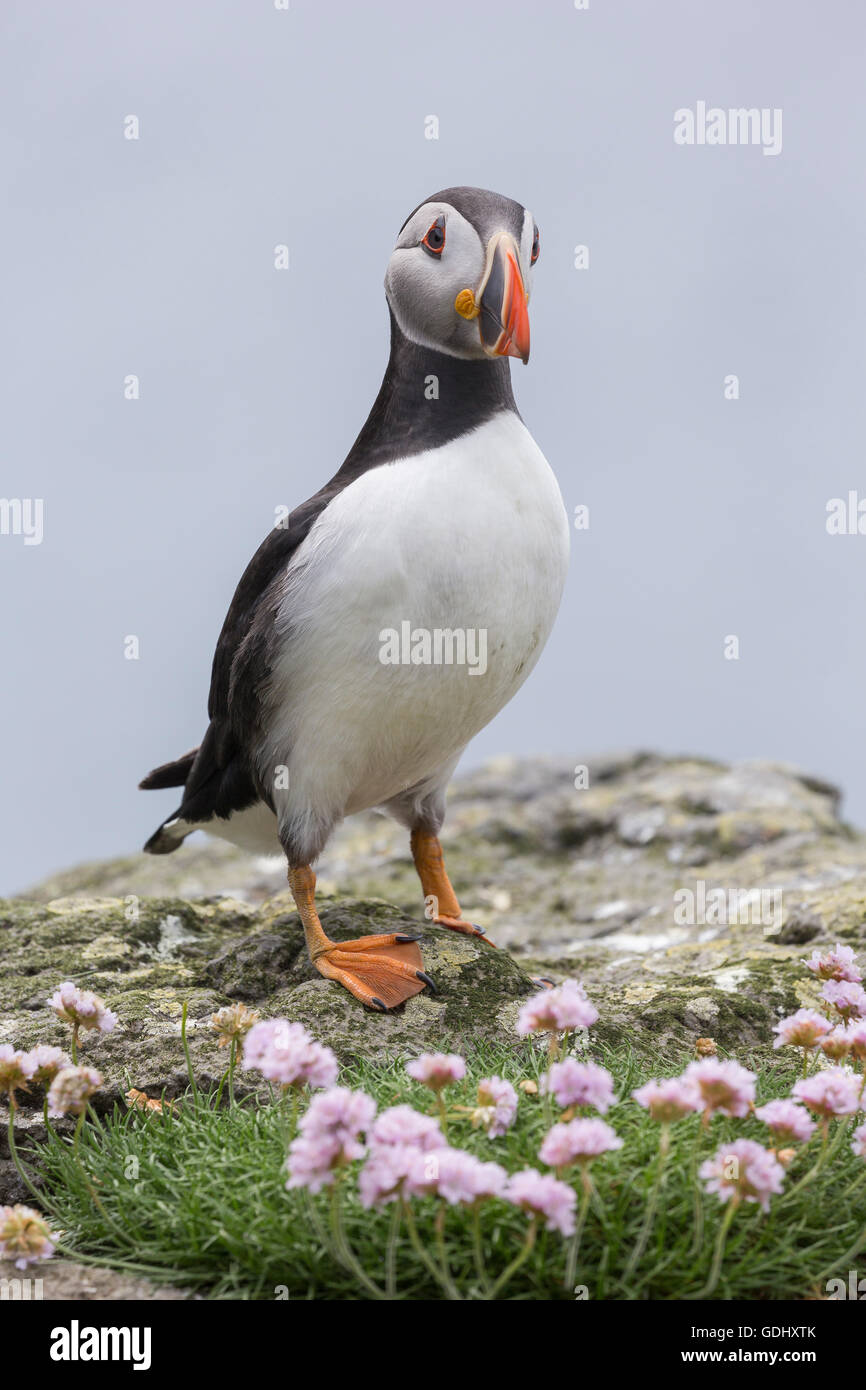 Atlantic puffini, Fratercula arctica, Lunga, Isole Treshnish, Mull, Scozia Foto Stock