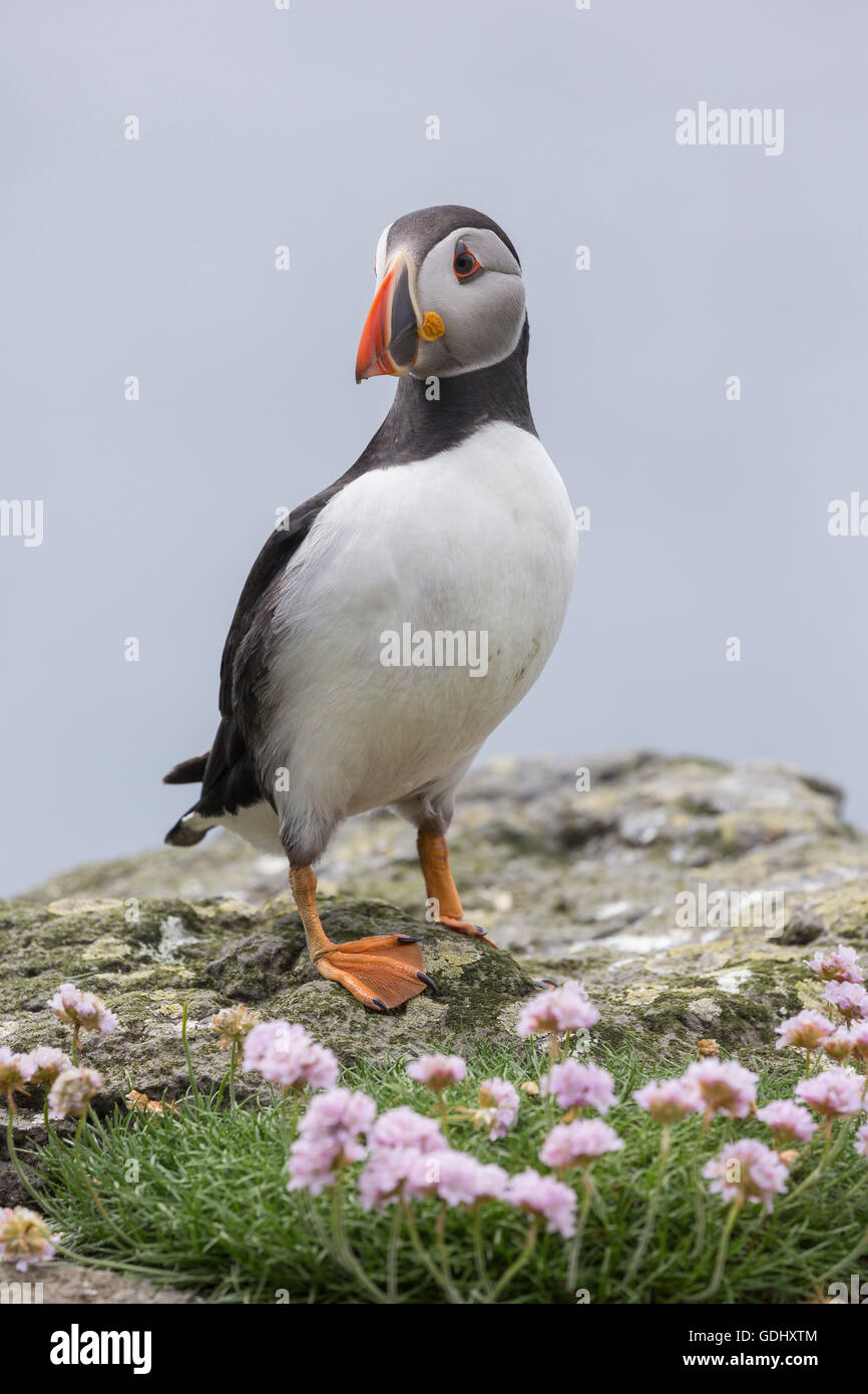 Atlantic puffini, Fratercula arctica, Lunga, Isole Treshnish, Mull, Scozia Foto Stock