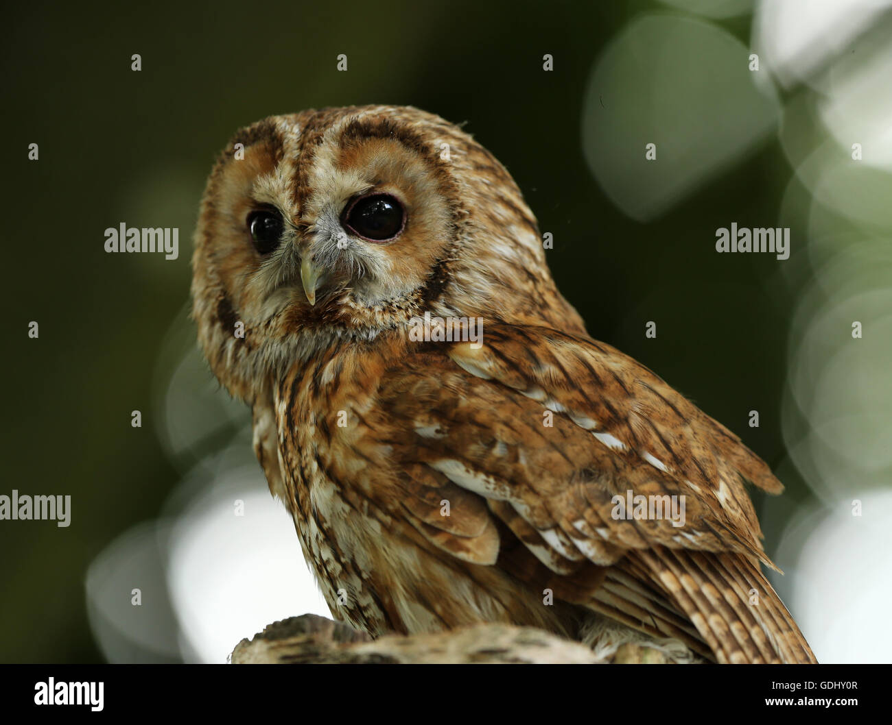 Ritratto di un Allocco Foto Stock