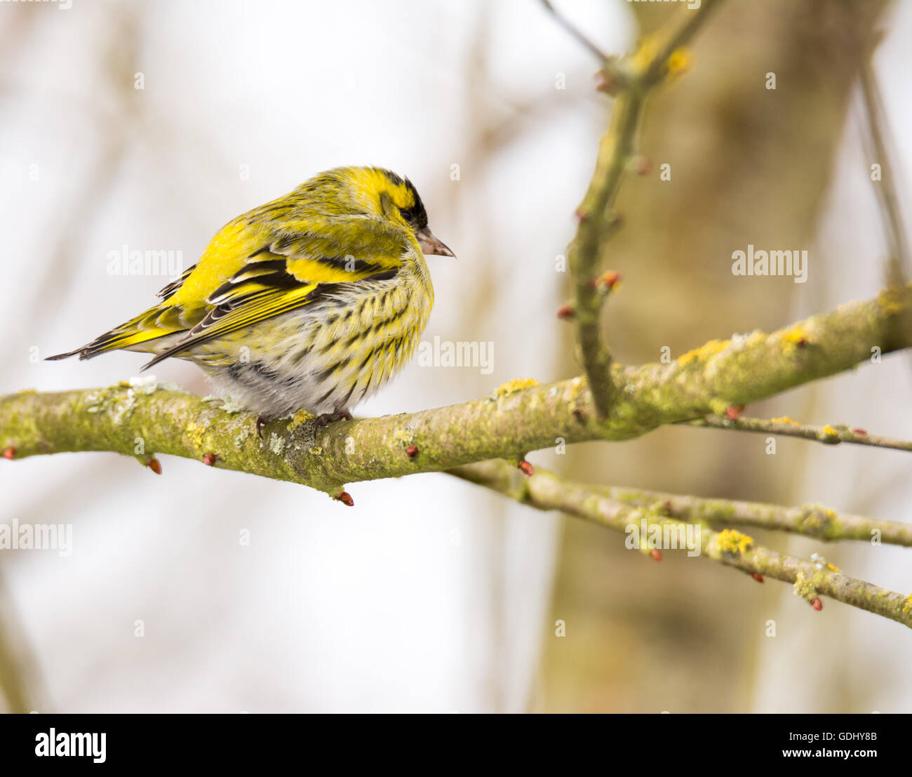 Maschio nero-guidato cardellino (Carduelis spinus) seduto su un ramo di un albero Foto Stock