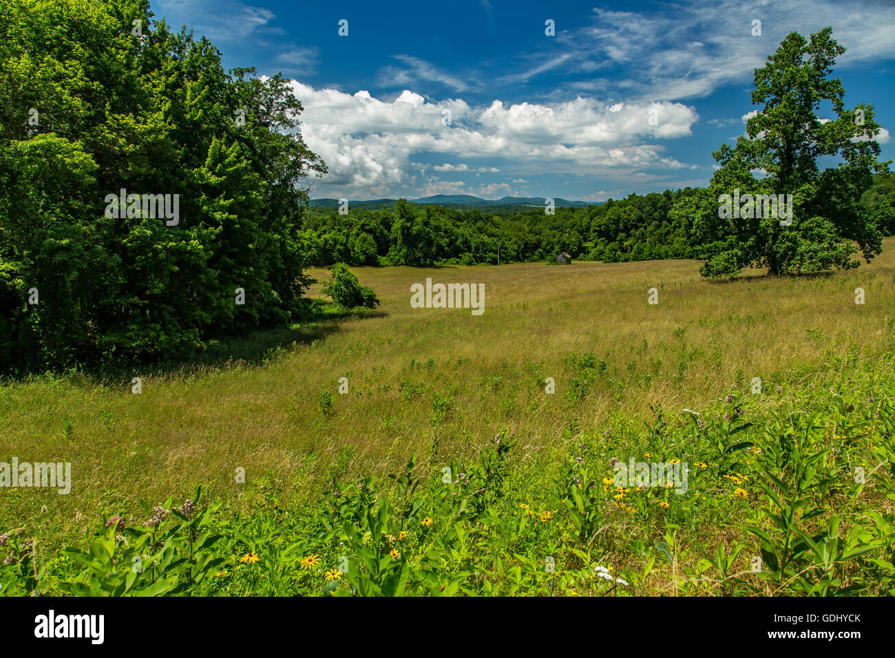 Una vista di un prato ai piedi delle Blue Ridge Mountains nella contea di Franklin, Virginia Foto Stock