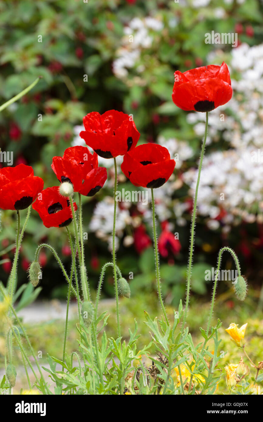 Rosso e nero fiori annuali dei semi di papavero, Papaver commutatum "coccinella" Foto Stock