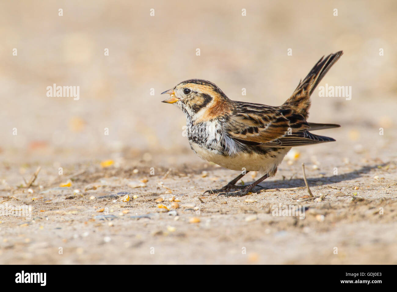 Lapland bunting o Lapland longspur (Calcarius lapponicus) maschio adulto in livrea invernale in piedi su un terreno piatto avanzamento sul seme Foto Stock