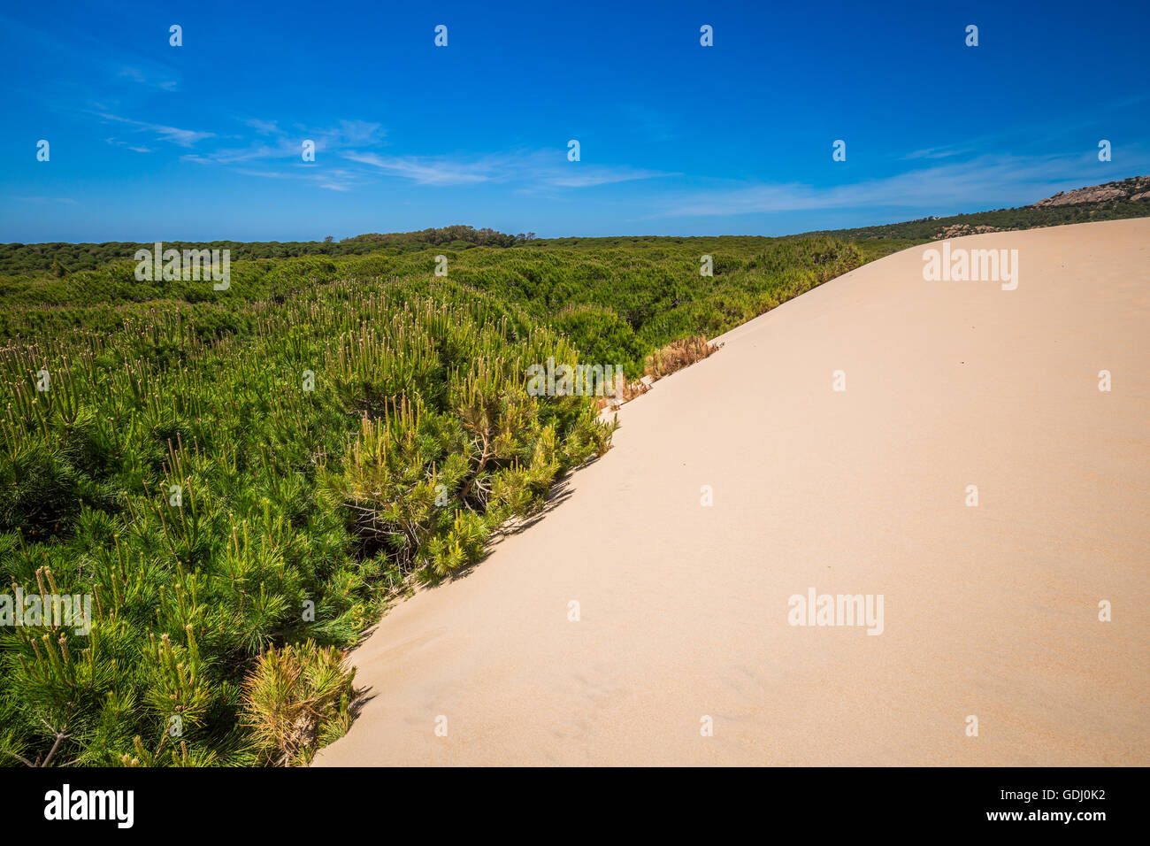 Dune di sabbia della spiaggia di Bolonia, provincia Cadice, Andalusia, Spagna Foto Stock