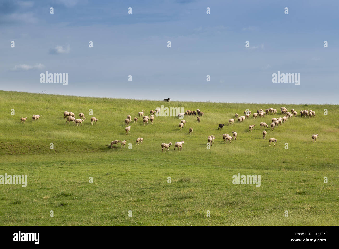 Pecora e pecora cane su un prato a molla Foto Stock