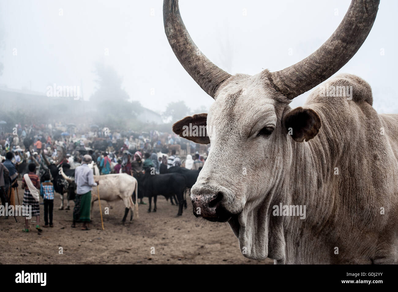 Ox in vendita presso il mercato settimanale a Bati (Etiopia) Foto Stock