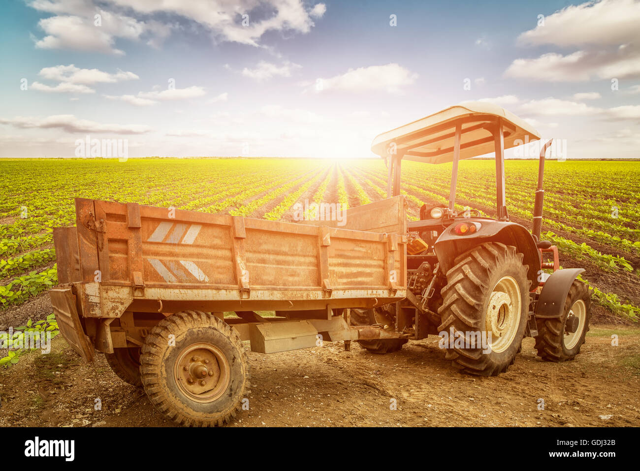 Il trattore sul campo di raccogliere nei raccolti Foto Stock