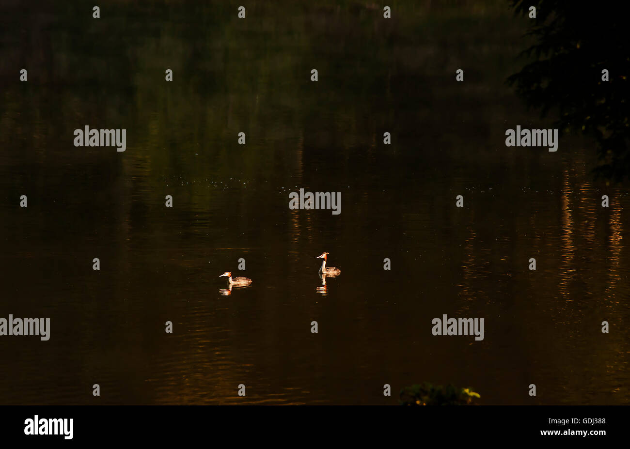 Gli uccelli selvatici sul lago Foto Stock
