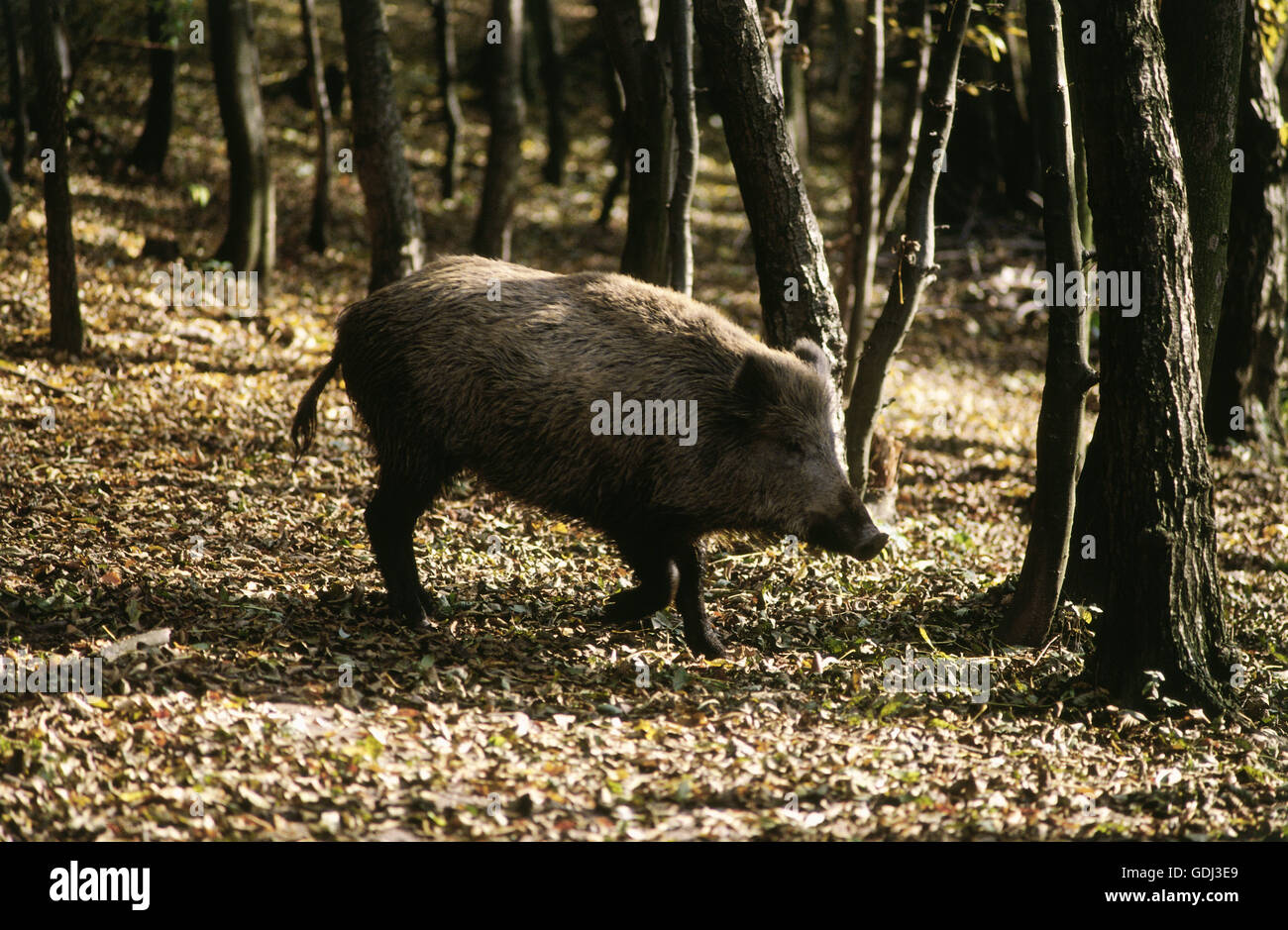 Zoologia / animali, mammifero / di mammifero, suini, il cinghiale (Sus scrofa), cinghiale in piedi in legno, distribuzione: Europa, Asia, Nord Africa, Foto Stock