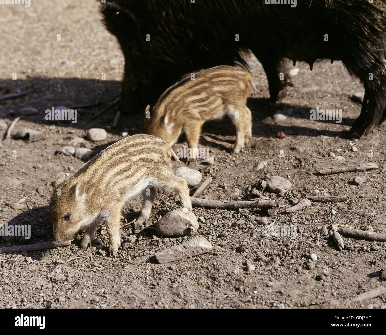 Zoologia / animali, mammifero / di mammifero, suini, il cinghiale (Sus scrofa), Wild seminare con suinetti in legno, distribuzione: Europa, Asia, Nord Africa, Foto Stock