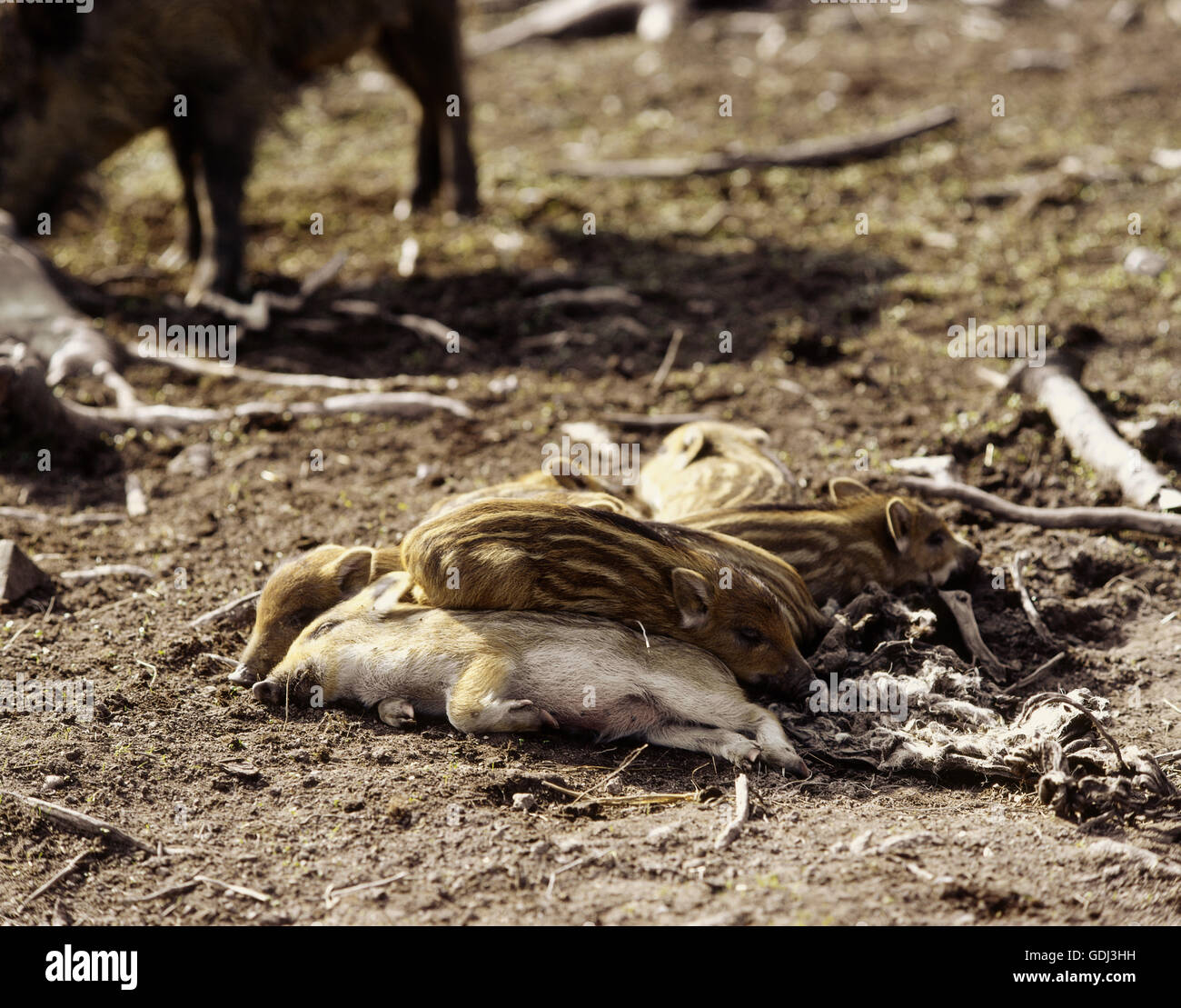 Zoologia / animali, mammifero / di mammifero, suini, il cinghiale (Sus scrofa), di suinetti in legno, distribuzione: Europa, Asia, Nord Africa, Foto Stock