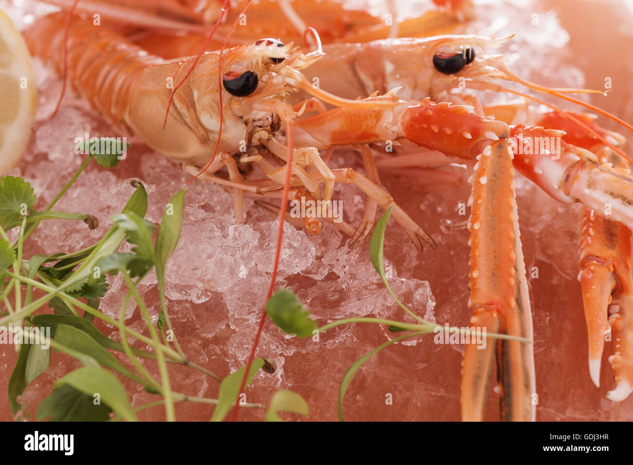 Langoustine Freschi Scampi Foto Stock