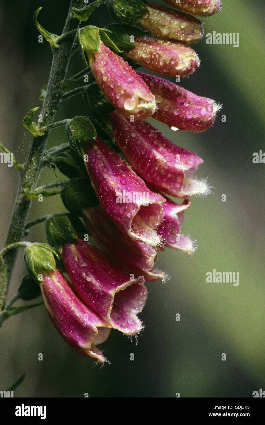 La botanica, foxgloves (Digitalis), Viola Foxglove, (Digitalis purpurea), fluorescenza, Foto Stock