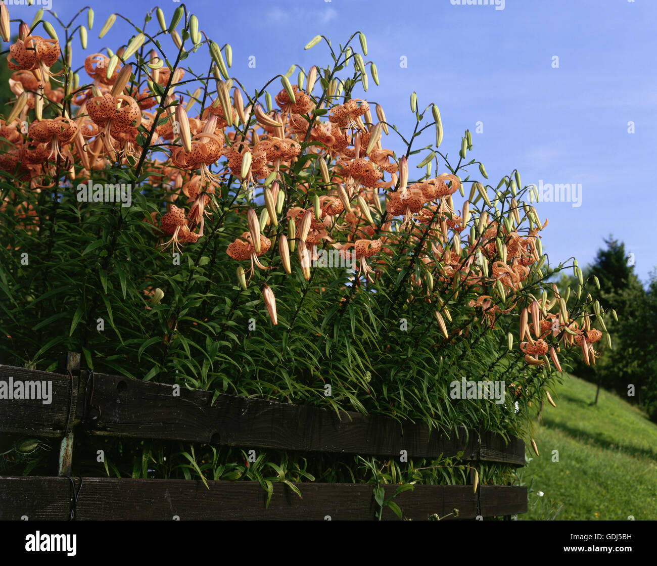 La botanica, il giglio (Lilium), Tiger lily, (Lilium tigrinum), le teste dei fiori, Foto Stock