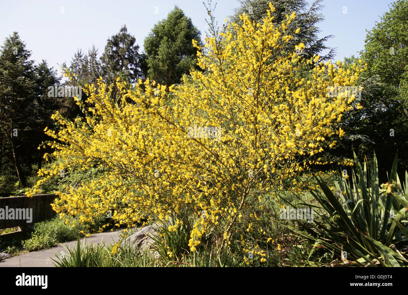 La botanica, ginestra (Cytisus), scopa comune (Cytisus scoparius), fioritura arbusto, Foto Stock