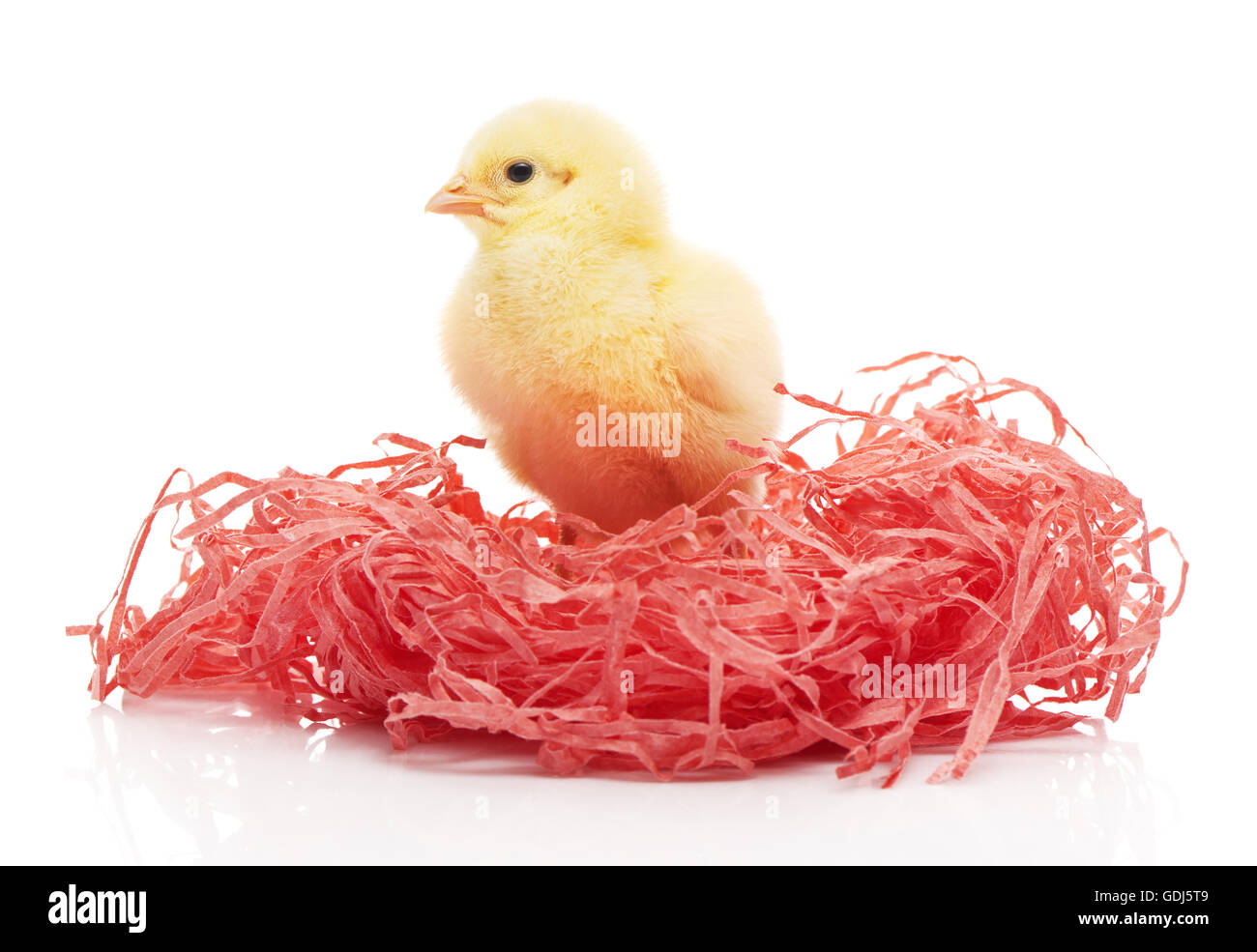 Piccolo giallo pollo in carta rosa nest isolati su sfondo bianco Foto Stock