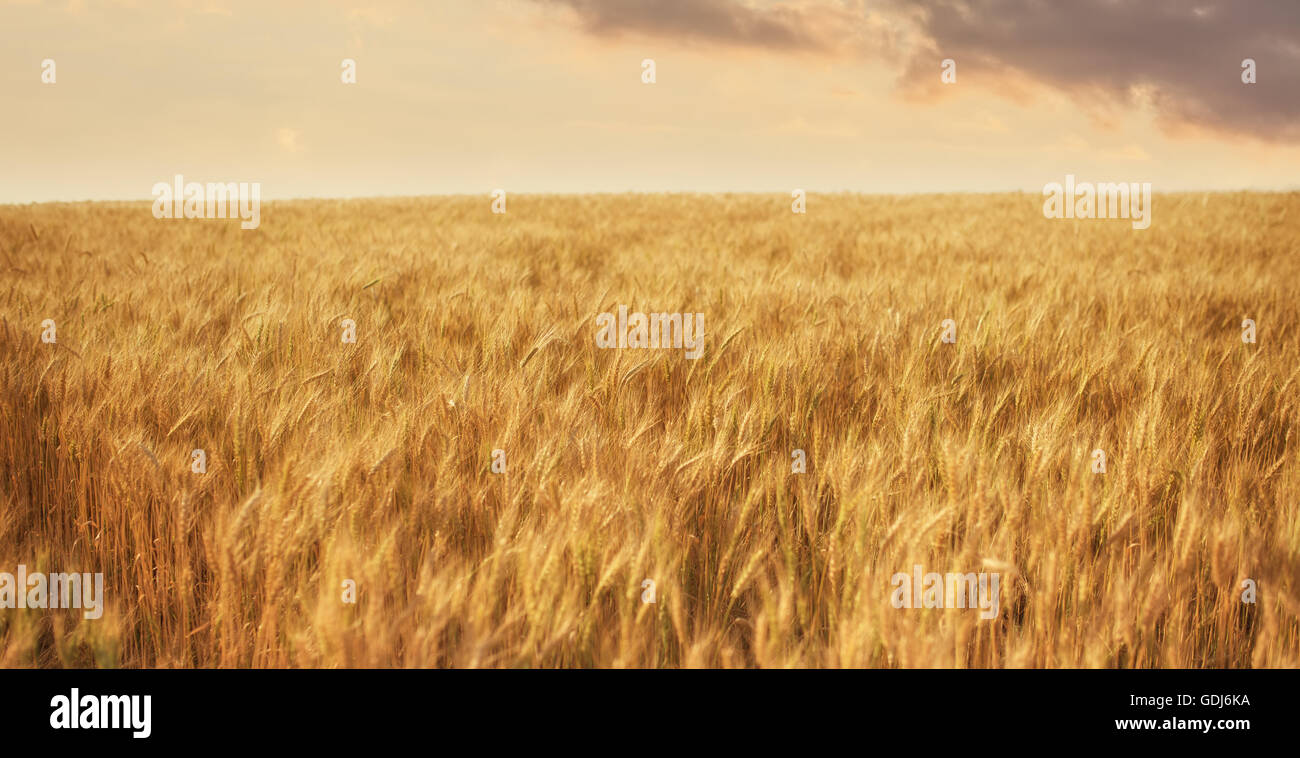 Fattoria di grano sul tramonto Foto Stock