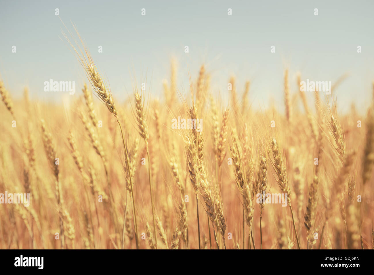 Fattoria di grano e cielo blu Foto Stock