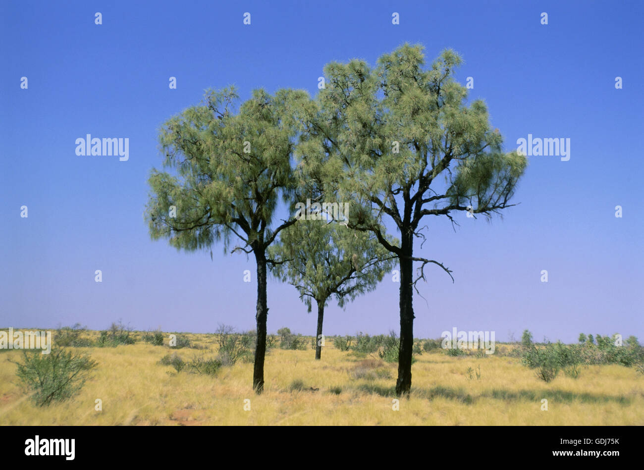 Geografia / viaggi, Australia, paesaggi, il Great Sandy Desert, gruppo di alberi di quercia, Additional-Rights-Clearance-Info-Not-Available Foto Stock