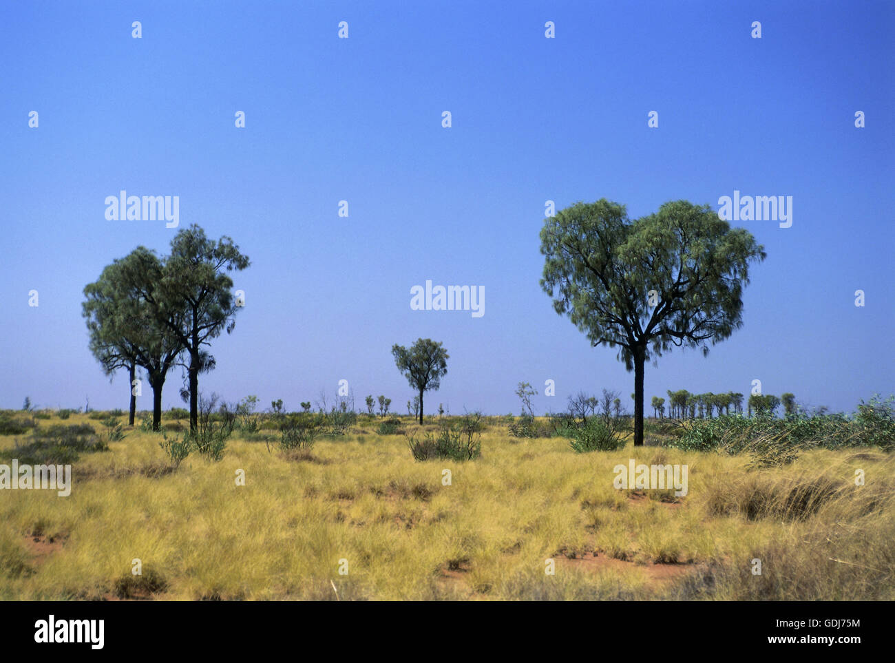Geografia / viaggi, Australia, paesaggi, il Great Sandy Desert, gruppo di alberi di quercia, Additional-Rights-Clearance-Info-Not-Available Foto Stock