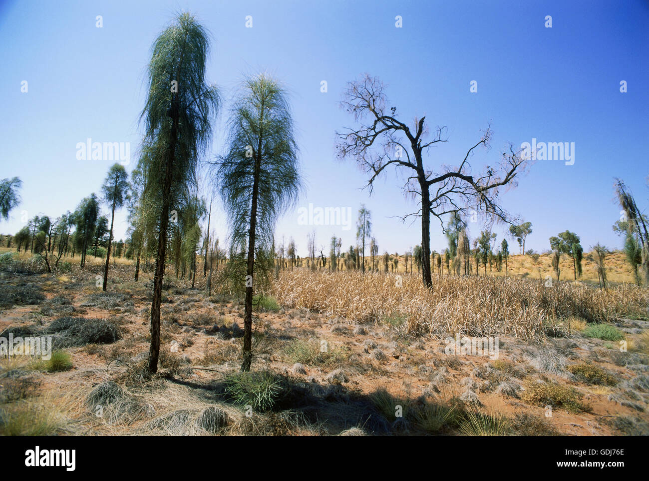 Geografia / viaggi, Australia, paesaggi, il Great Sandy Desert, alberi di quercia in pianura, Additional-Rights-Clearance-Info-Not-Available Foto Stock