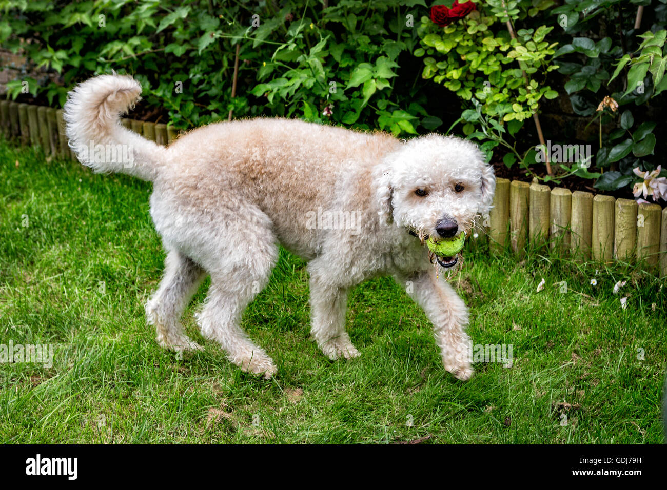 Cane Labradoodle che gioca fuori a ritirare una palla Foto Stock