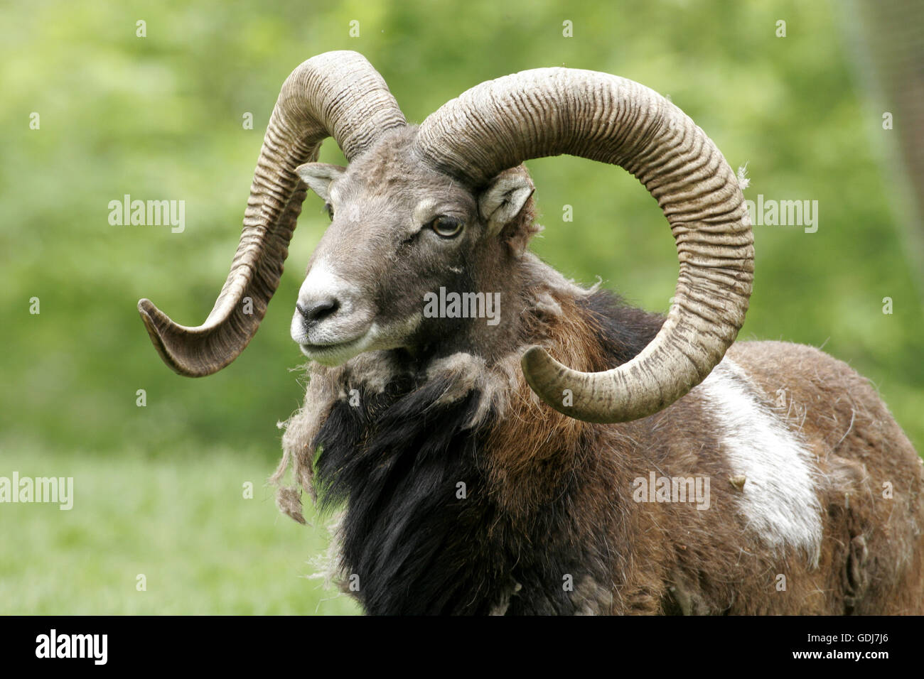 Zoologia / animali, mammifero / di mammifero, pecore, (Ovis), muflone, (Ovis ammon musimon), distribuzione: Corsica, Sardegna, Olanda, Germania, Austria, Ungheria, Repubblica Ceca, Slovacchia, Additional-Rights-Clearance-Info-Not-Available Foto Stock