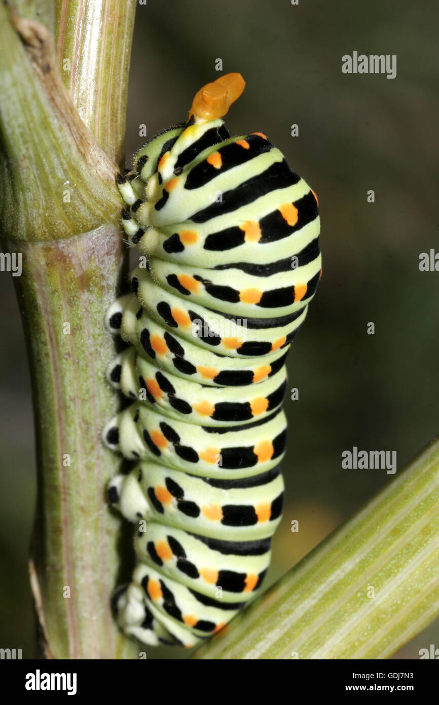 Zoologia / animali, insetti, farfalle, a coda di rondine, (Papilio machaon), Caterpillar seduto alla succursale, distribuzione: il Nord Africa, Europa e Asia per il Giappone, Additional-Rights-Clearance-Info-Not-Available Foto Stock