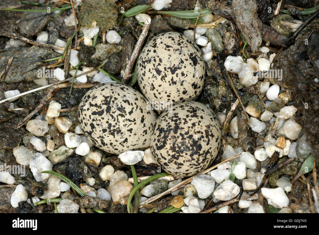 Zoologia / animali, uccelli / uccelli, Fratino (Charadrius alexandrinus), frizione con uova, distribuzione: Europa, Africa, Additional-Rights-Clearance-Info-Not-Available Foto Stock