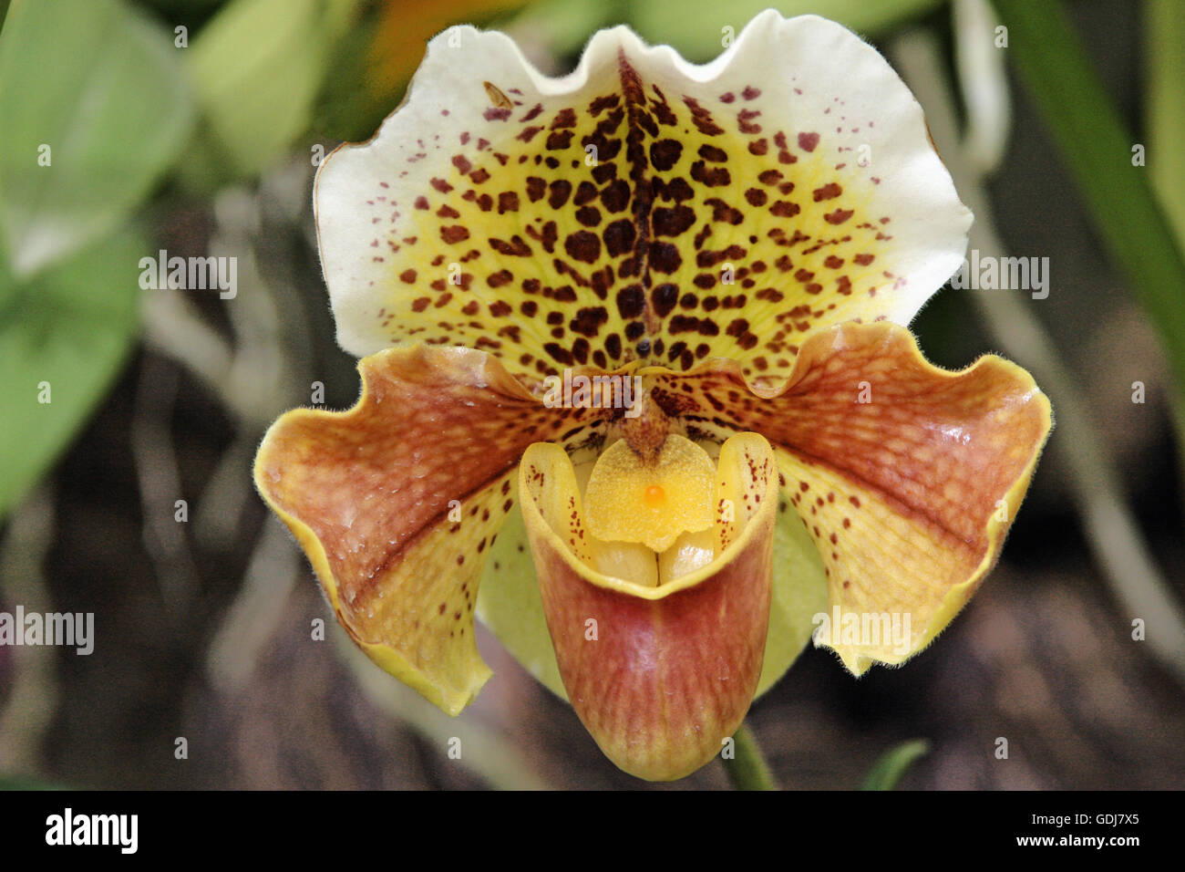 La botanica, Signora di pantofole, (Cypripedium), fiore di testa, Germania, Additional-Rights-Clearance-Info-Not-Available Foto Stock