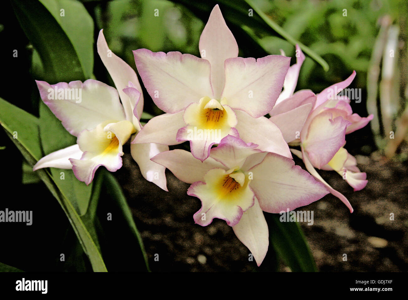 La botanica, Hippeastrum, specie: Iwanagara Appleblossom, fioriture, Additional-Rights-Clearance-Info-Not-Available Foto Stock