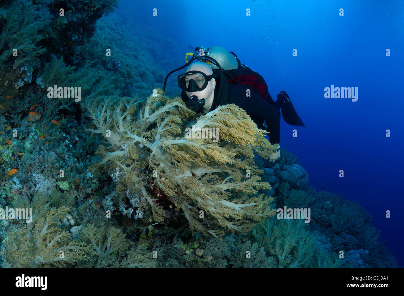 Voce maschile subacqueo con un coralli molli, Mar Rosso, Egitto, Africa Foto Stock