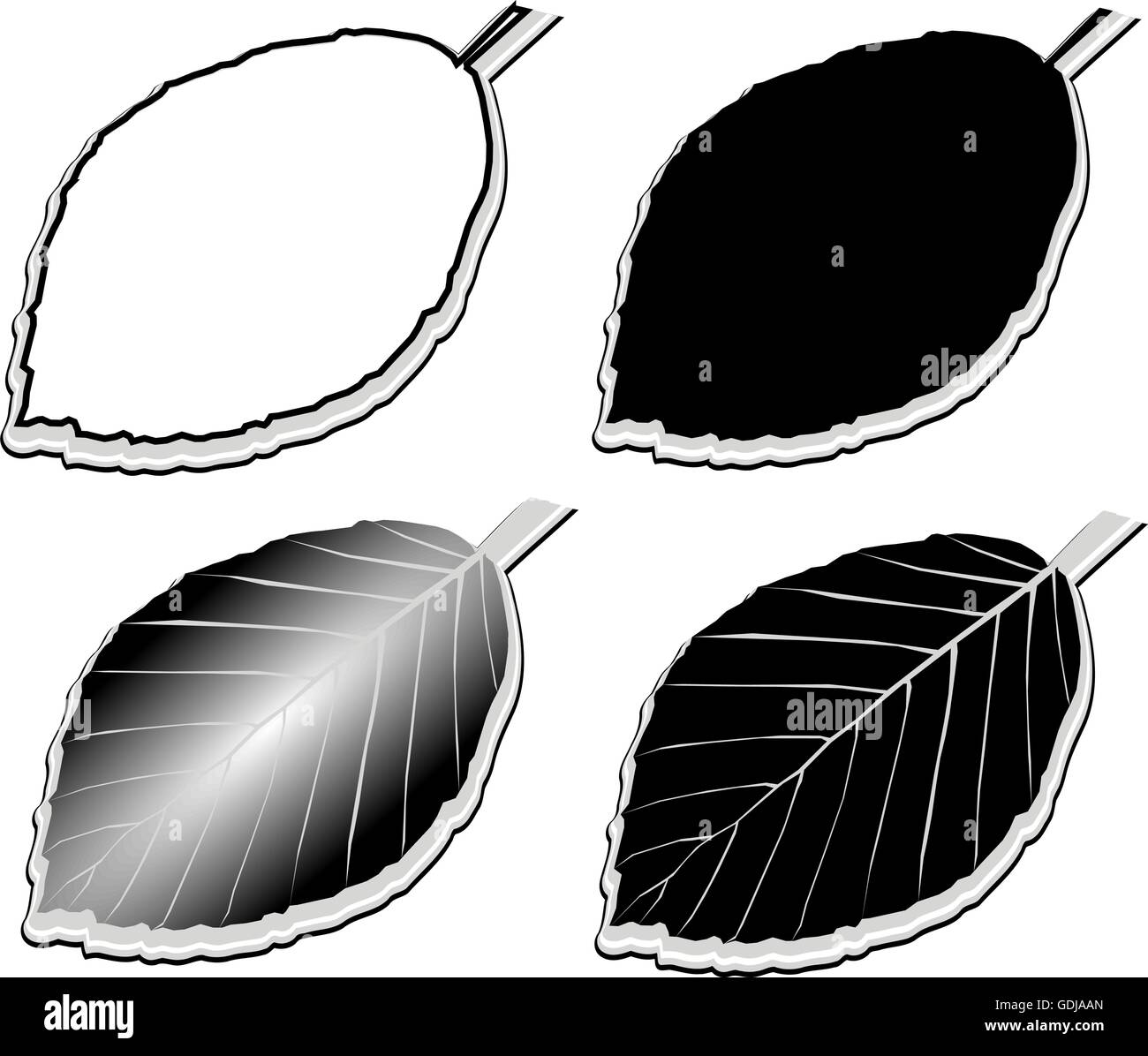 Il faggio,(Fagus sylvatica), vettore isolato foglia di faggio, Illustrazione Vettoriale