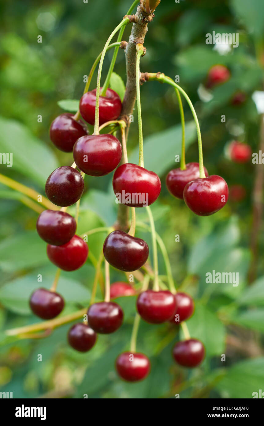 Il ramo di ciliegio rosso con bacche mature Foto Stock