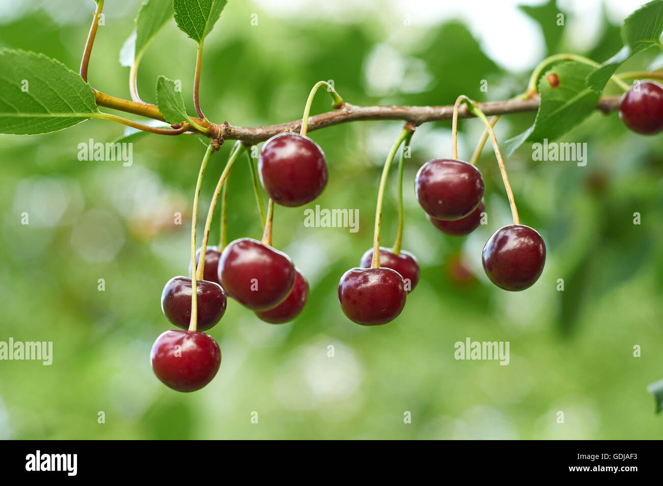 Il ramo di ciliegio rosso con bacche mature Foto Stock