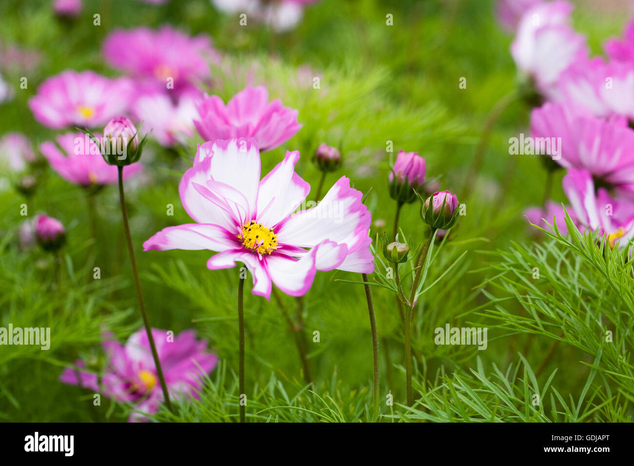 Cosmos bipinnatus "capriola' Fiori. Foto Stock