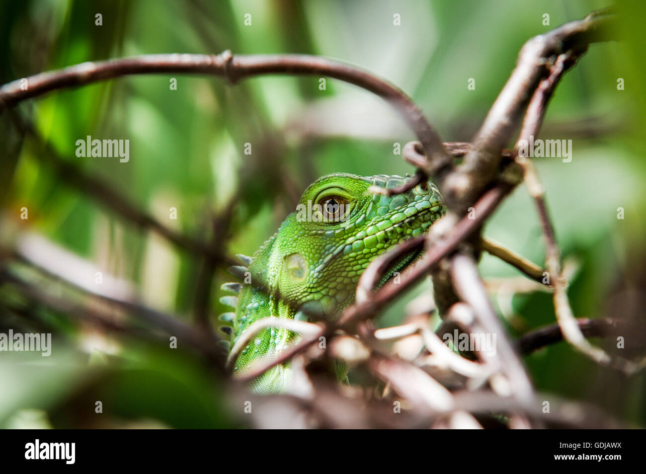 Iguana verde mimetizzata in una siepe verde a South Beach, Miami, Florida Foto Stock