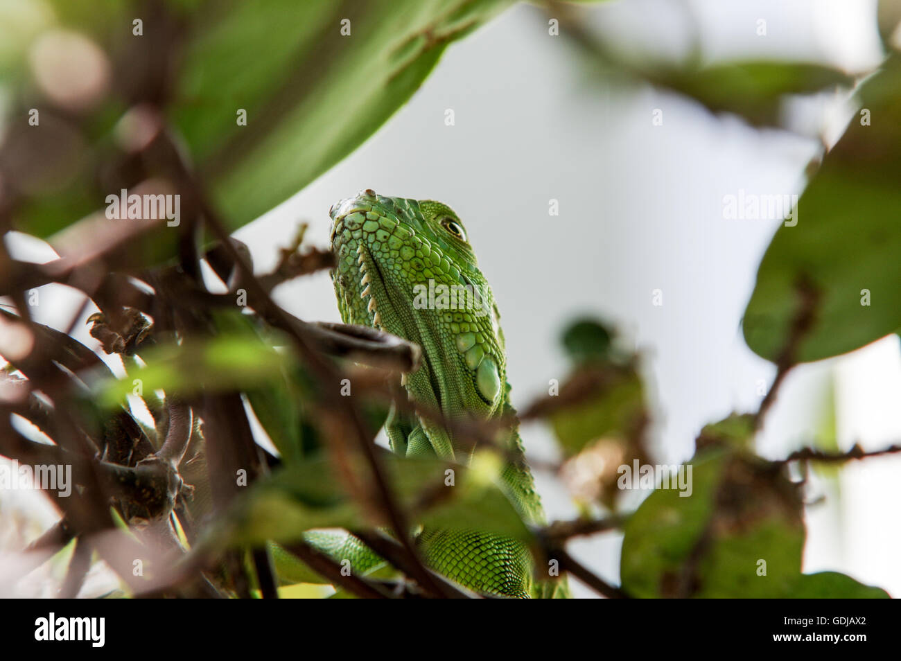 Iguana verde mimetizzata in una siepe verde a South Beach, Miami, Florida Foto Stock