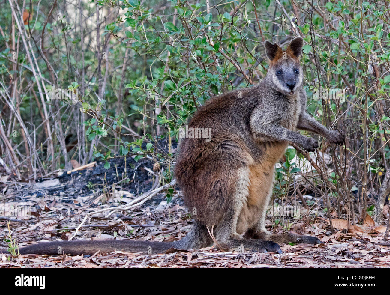 Swamp wallaby, Wallabia bicolor, con spesse marrone rossiccio e pelliccia, fissando la telecamera, nella foresta in Mount Kaputar National Park NSW Foto Stock