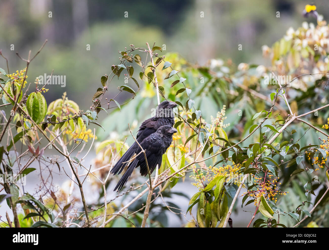 Buon fatturato (ani Crotophaga ani), Amazzonia Foresta pluviale tropicale presso la Selva Lodge sul fiume Napo, Ecuador, Sud America Foto Stock