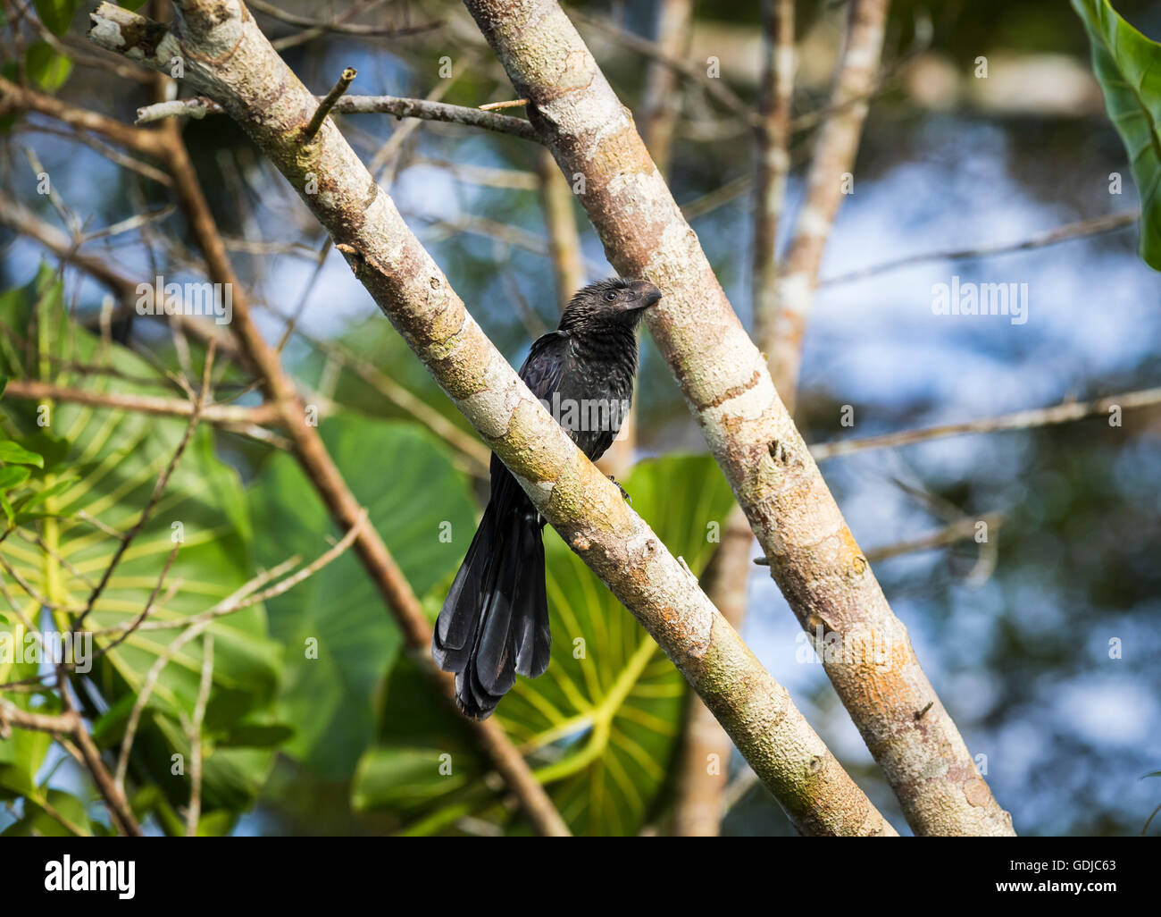 Buon fatturato (ani Crotophaga ani), Amazzonia Foresta pluviale tropicale presso la Selva Lodge sul fiume Napo, Ecuador, Sud America Foto Stock